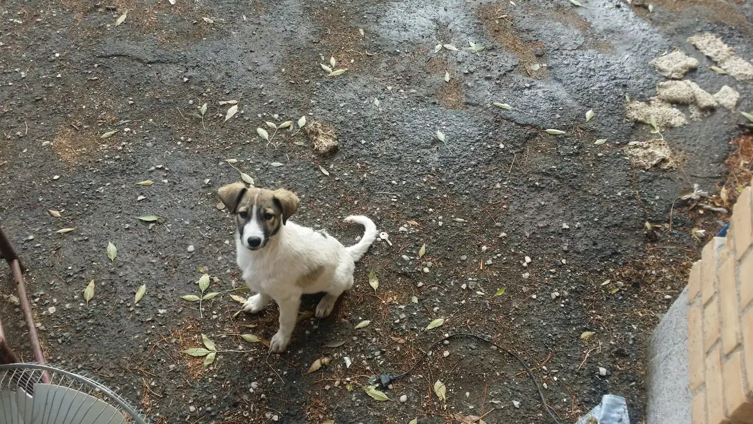 توله سگ ناز برای نگهبانی|سگ|اسلامآباد غرب, |دیوار