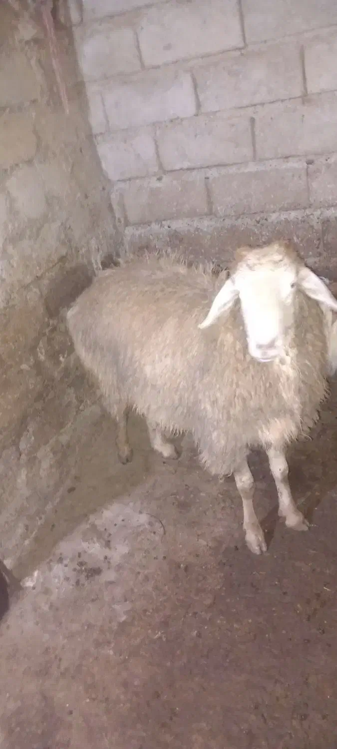 قوچ|حیوانات مزرعه|گرمادوز, |دیوار