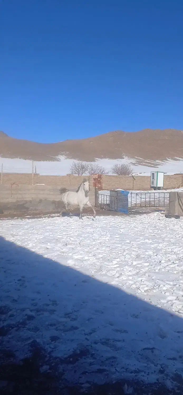 مادیون|اسب و تجهیزات اسب‌سواری|خمینی‌شهر, |دیوار