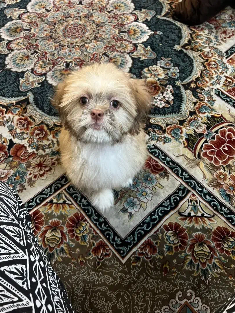 سگ آپارتمان خانگی|سگ|تهران, جوادیه تهرانپارس|دیوار