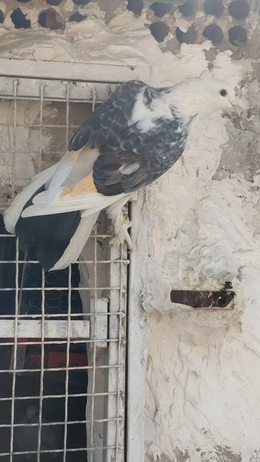 کبوتر دو طوق ماده|پرنده|اندیشه, اندیشه فاز ۴|دیوار