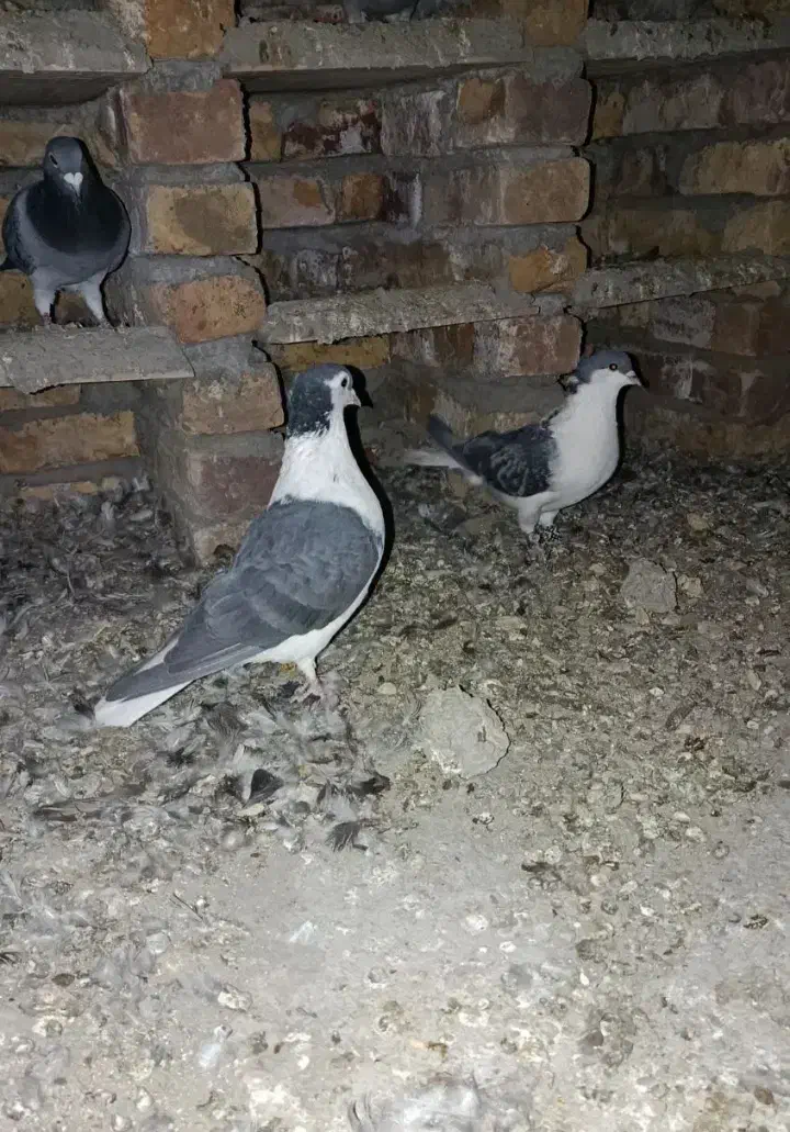 کفتر ساده کاکل|پرنده|سراوان, |دیوار