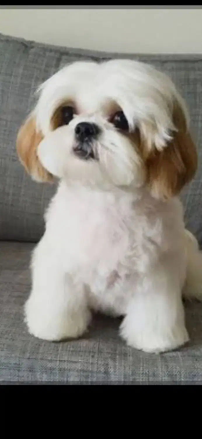 سگ پیداشده|حیوانات|اصفهان, دستگرده|دیوار