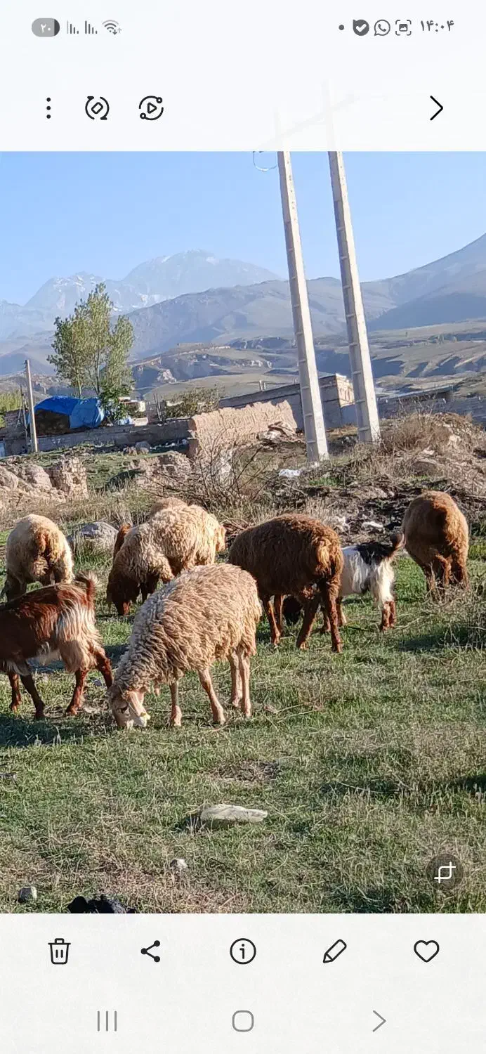 ۹عددبره نروماده کم وزن ۲۷الی ۳۰ کیلومغان|حیوانات مزرعه|شهریار, شهرک بهاران (ویره)|دیوار