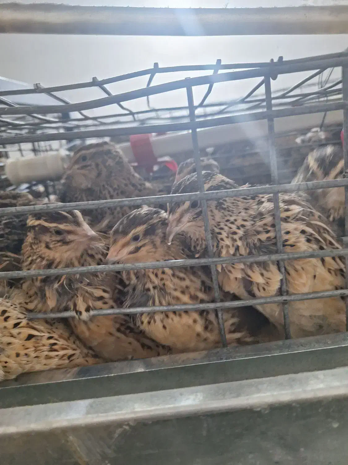 بلدرچین|حیوانات مزرعه|محمدشهر, محمدشهر|دیوار