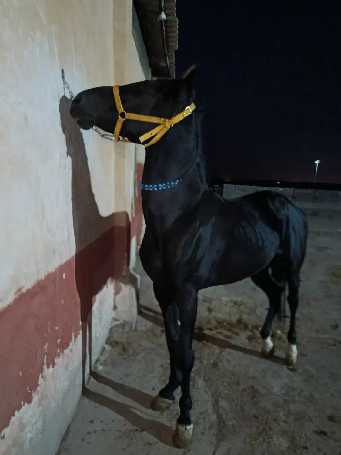 اسب کرد 3.5ساله|اسب و تجهیزات اسبسواری|شاهین دژ, |دیوار