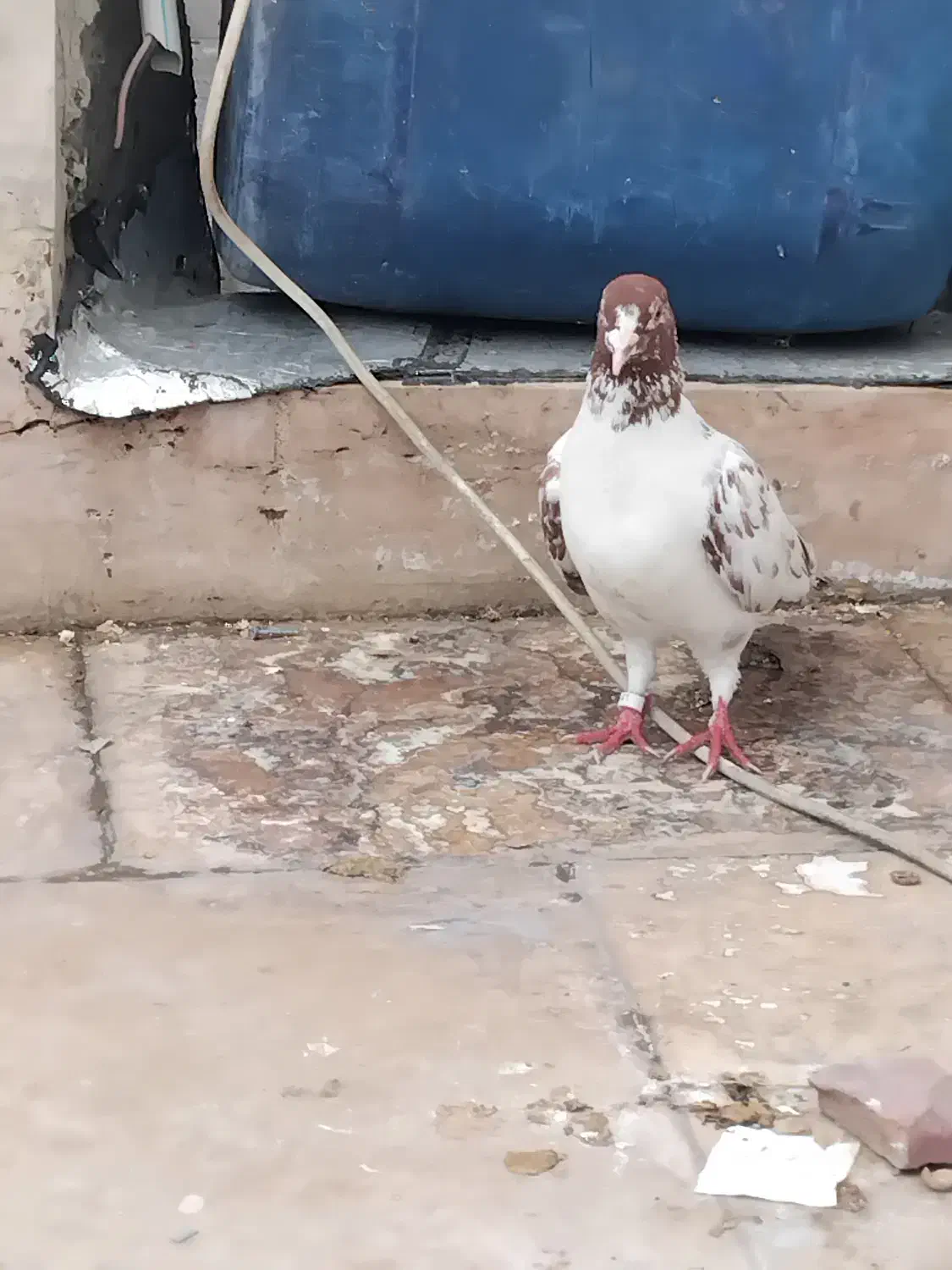 نر پرشی|پرنده|ماکو, |دیوار