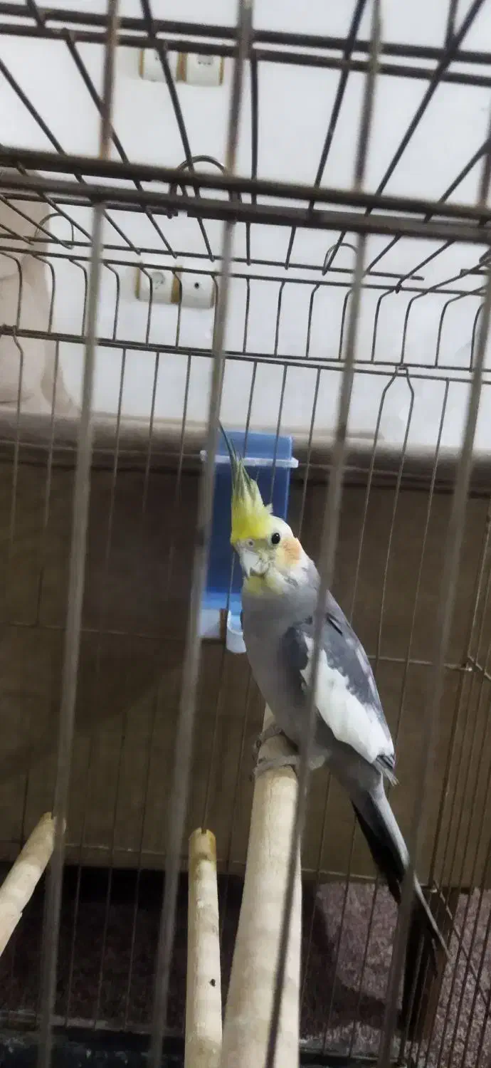 عروس هلندی خورموج با قفس|پرنده|خورموج, |دیوار