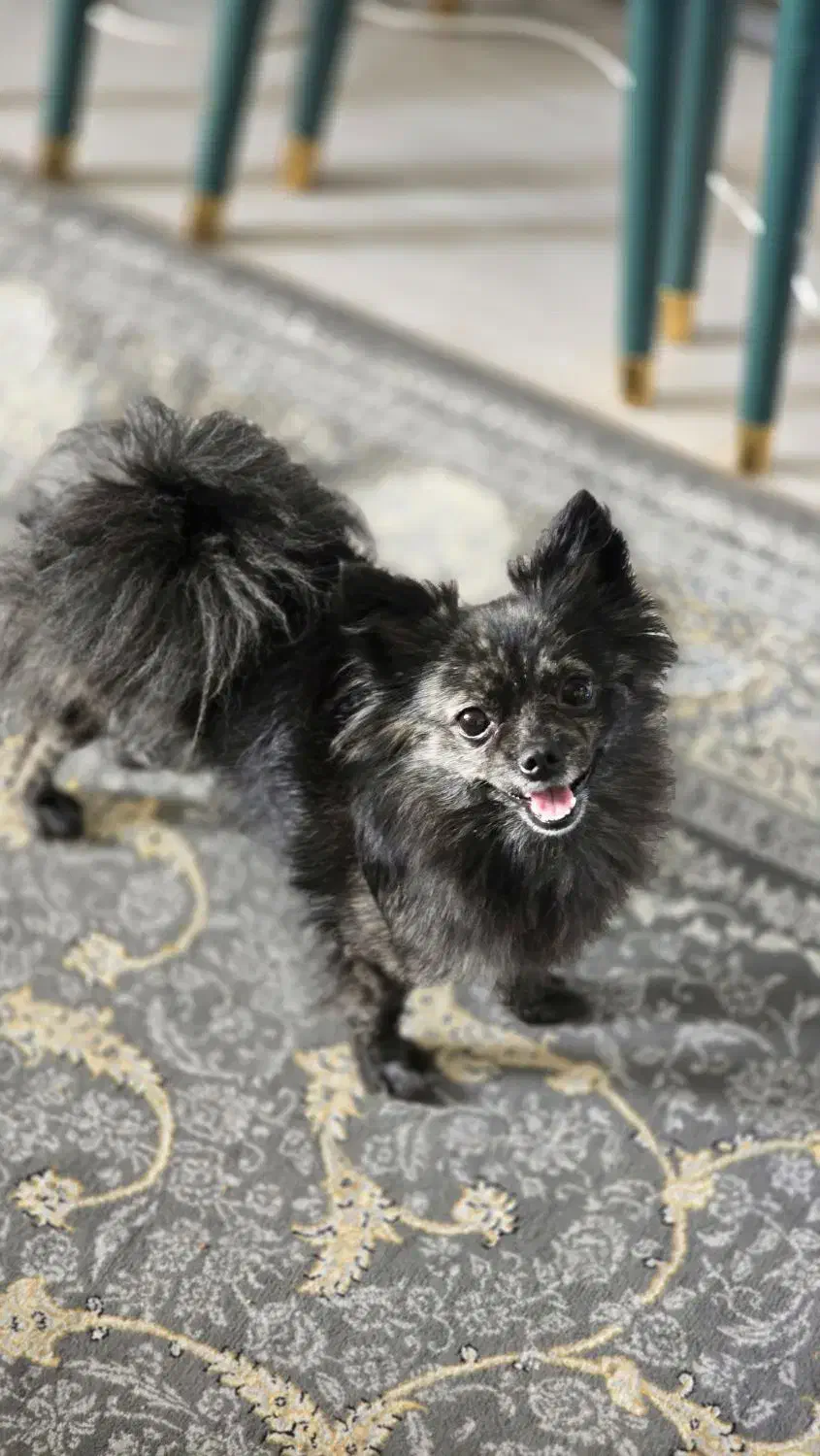 سگ پامرین اپارتمانی|سگ|اسلام‌شهر, شهرک واوان|دیوار