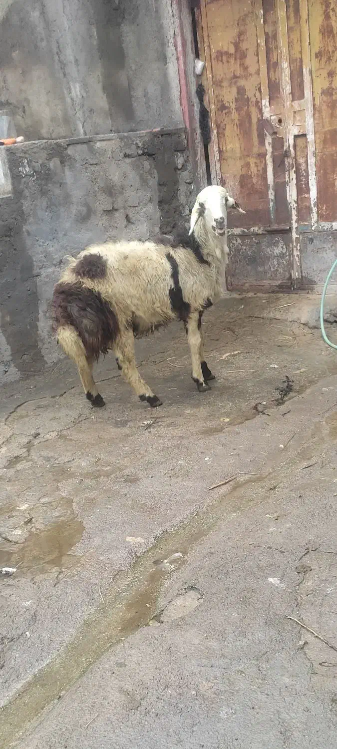 بره قوچ پلنگی|حیوانات مزرعه|بروجرد, |دیوار