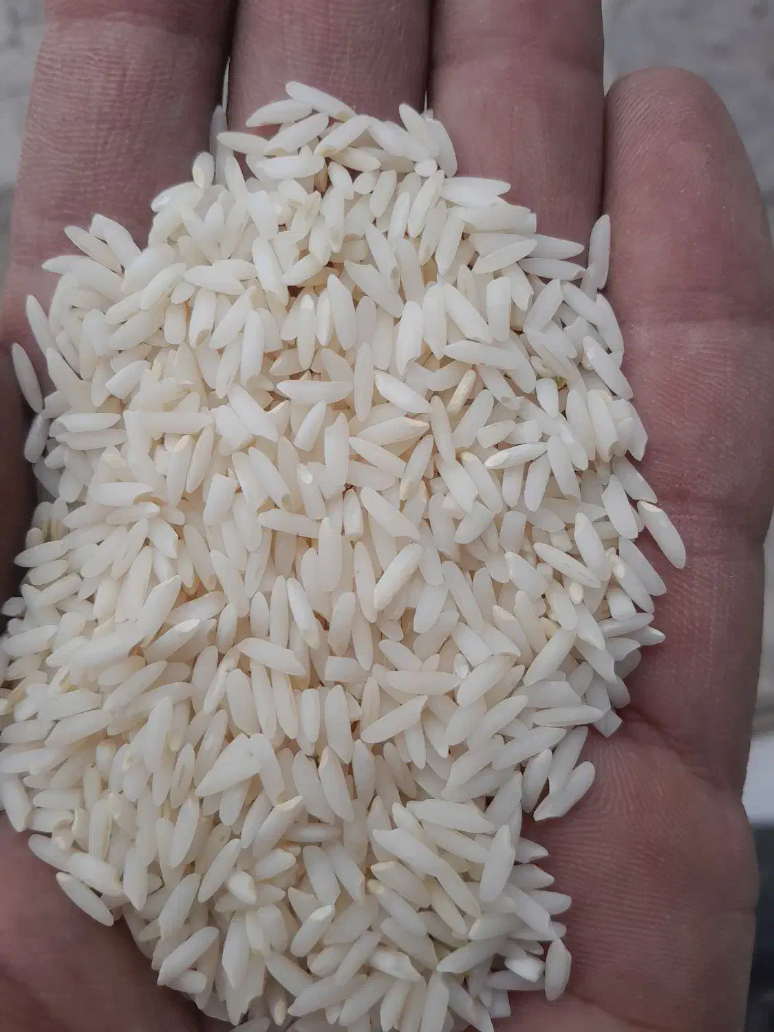 برنج طارم فجر. خوشپخت. هاشمی|عمده‌فروشی|نسیم‌شهر, |دیوار