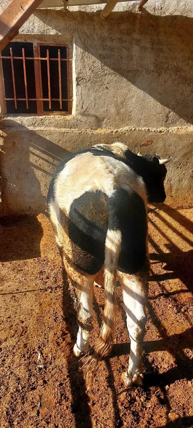 گوساله نر|حیوانات مزرعه|کرج, محمود آباد|دیوار