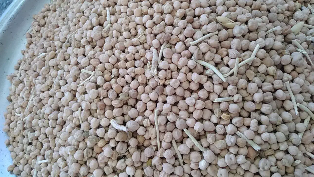 نخود|خوردنی و آشامیدنی|کارزان, |دیوار