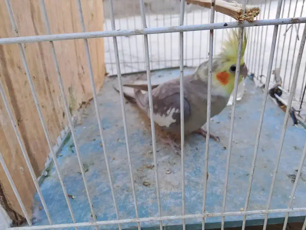 عروس سینامون|پرنده|سراوان, |دیوار