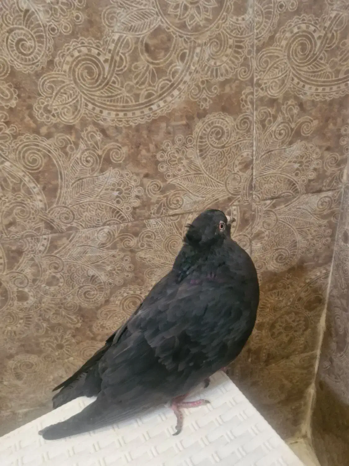 کفتر زاغ|پرنده|تهران, نیروی دریایی|دیوار