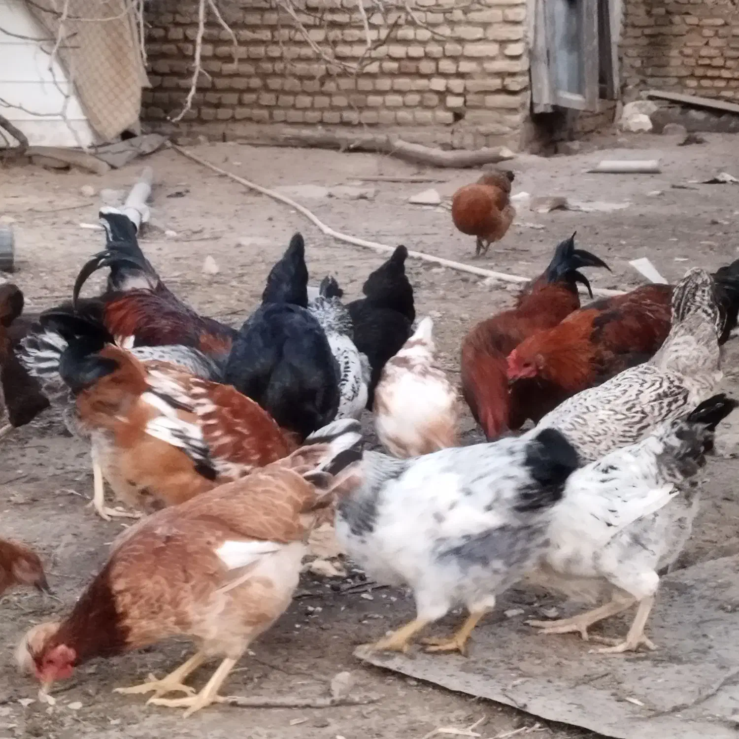 خروس|حیوانات مزرعه|سیمین شهر, |دیوار