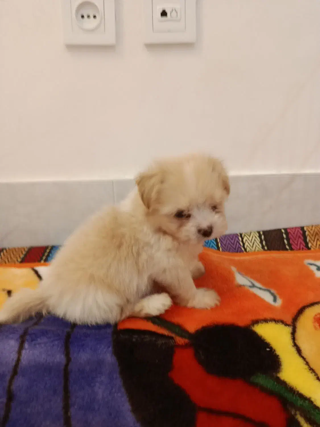 سگ دوماهه اصیل|سگ|مشهد, فتح المبین|دیوار