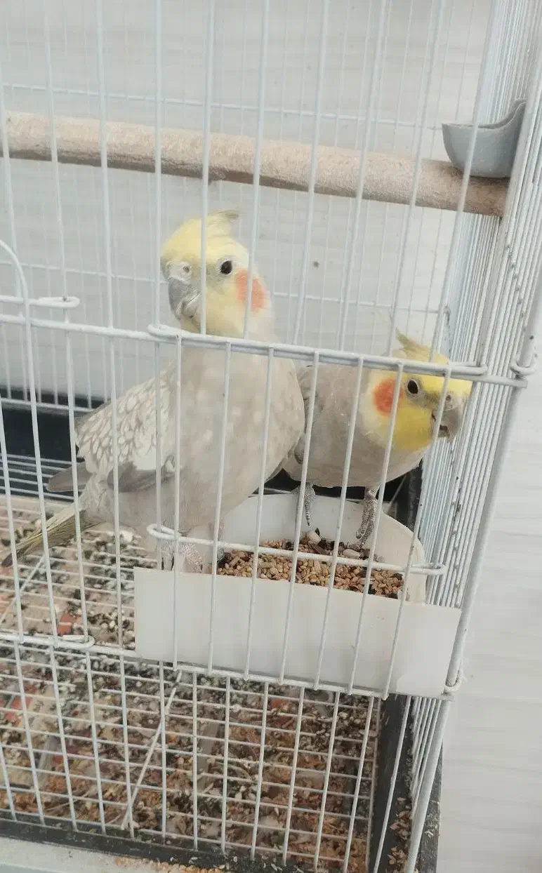 طوطی عروس هلندی|پرنده|تاکستان, |دیوار