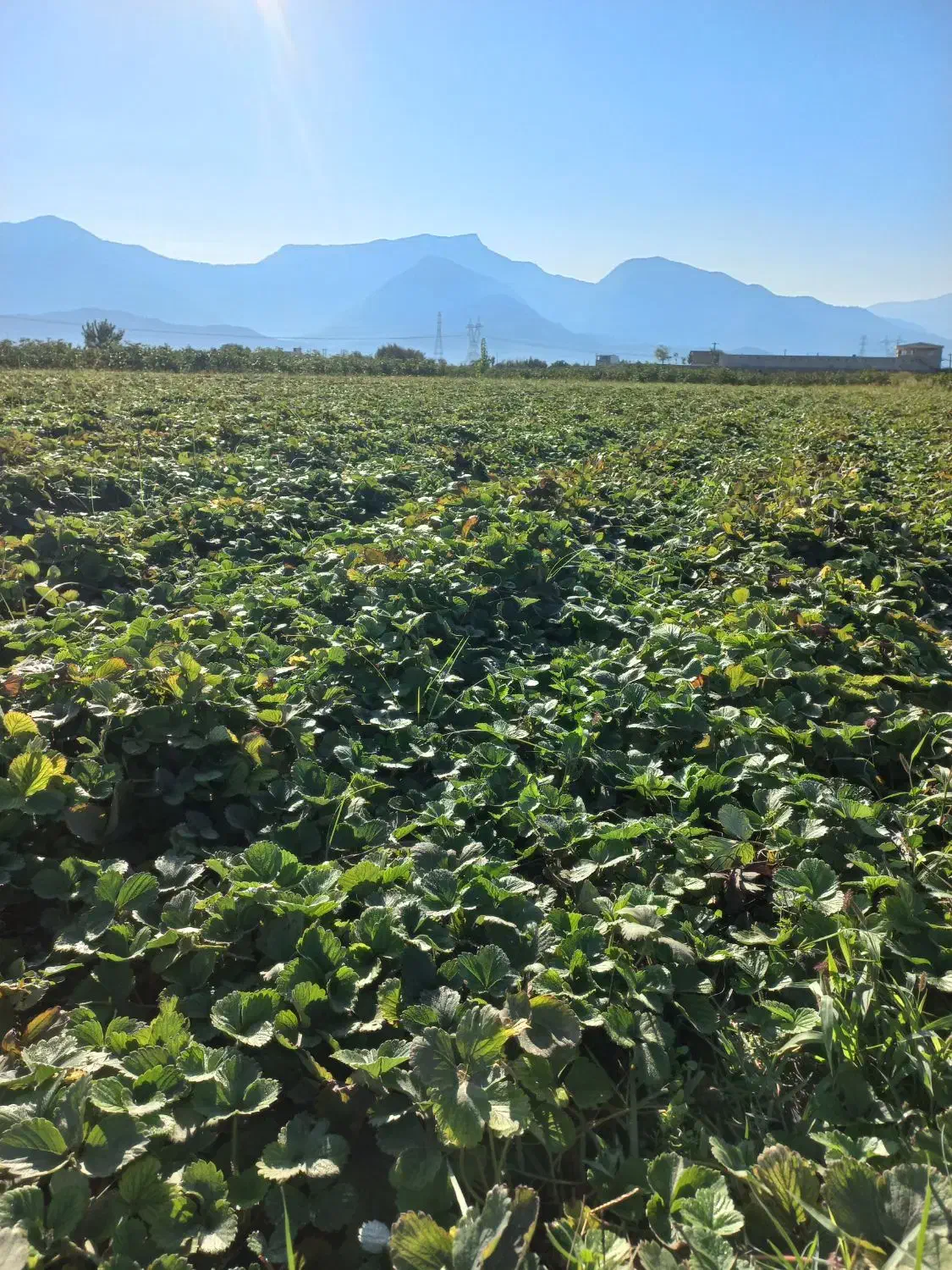 باغبانی|خدمات باغبانی و درختکاری|خان ببین, |دیوار