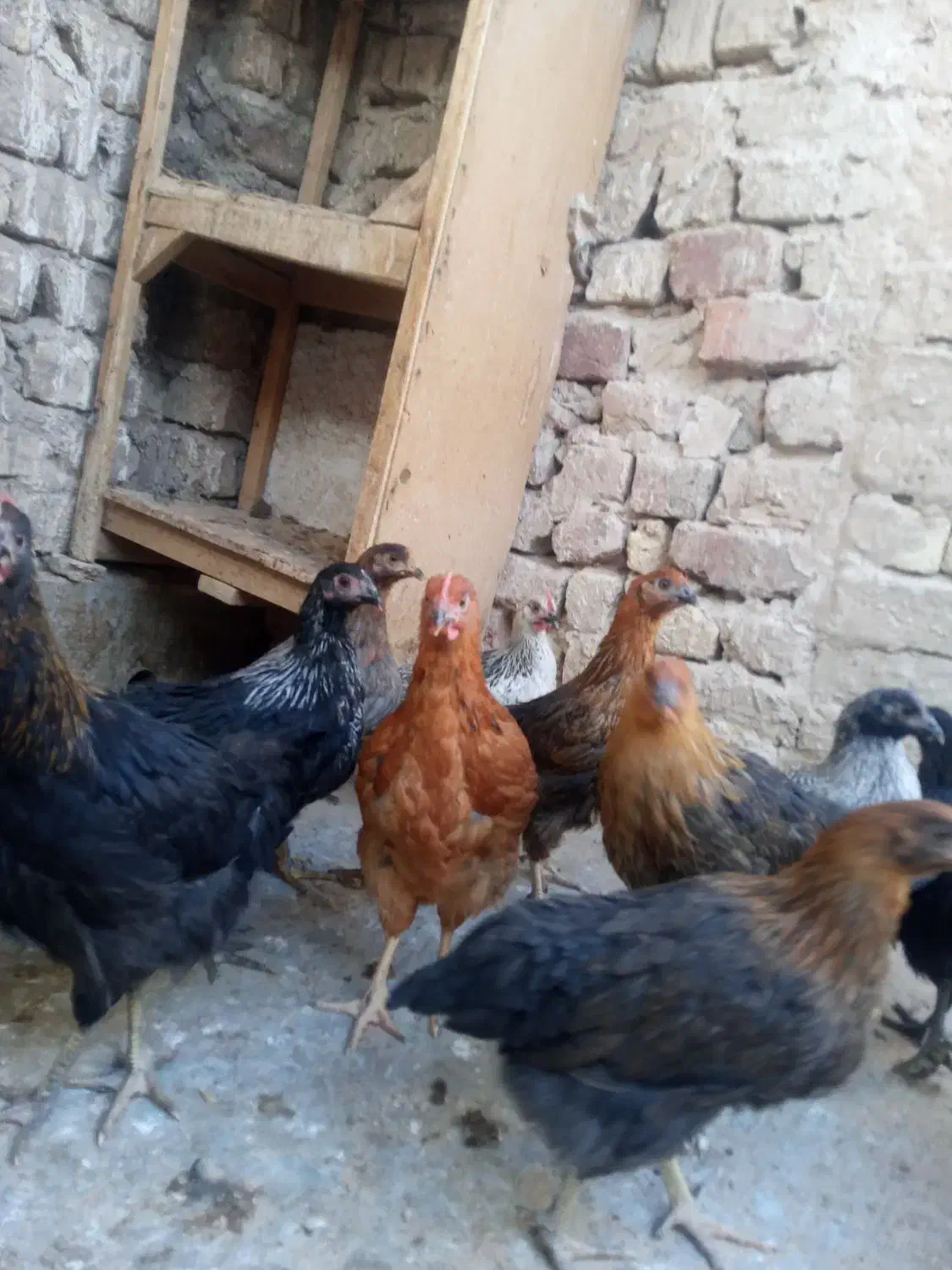 نوچه و جوجه خروس|حیوانات مزرعه|قم, جمکران|دیوار