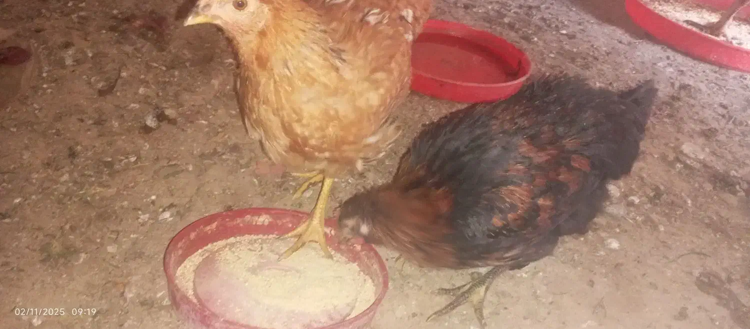 خروس لاری و محلی|حیوانات مزرعه|تربتحیدریه, طالقانی|دیوار