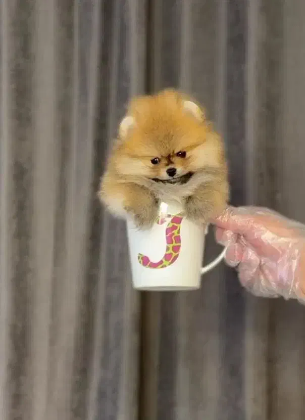 آپارتمانی پاپی سگ|سگ|اصفهان, خانه اصفهان|دیوار