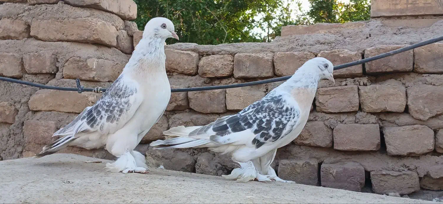 کبوتر ترکیه ای - سوسنی - سبز عربی|پرنده|یزد, |دیوار
