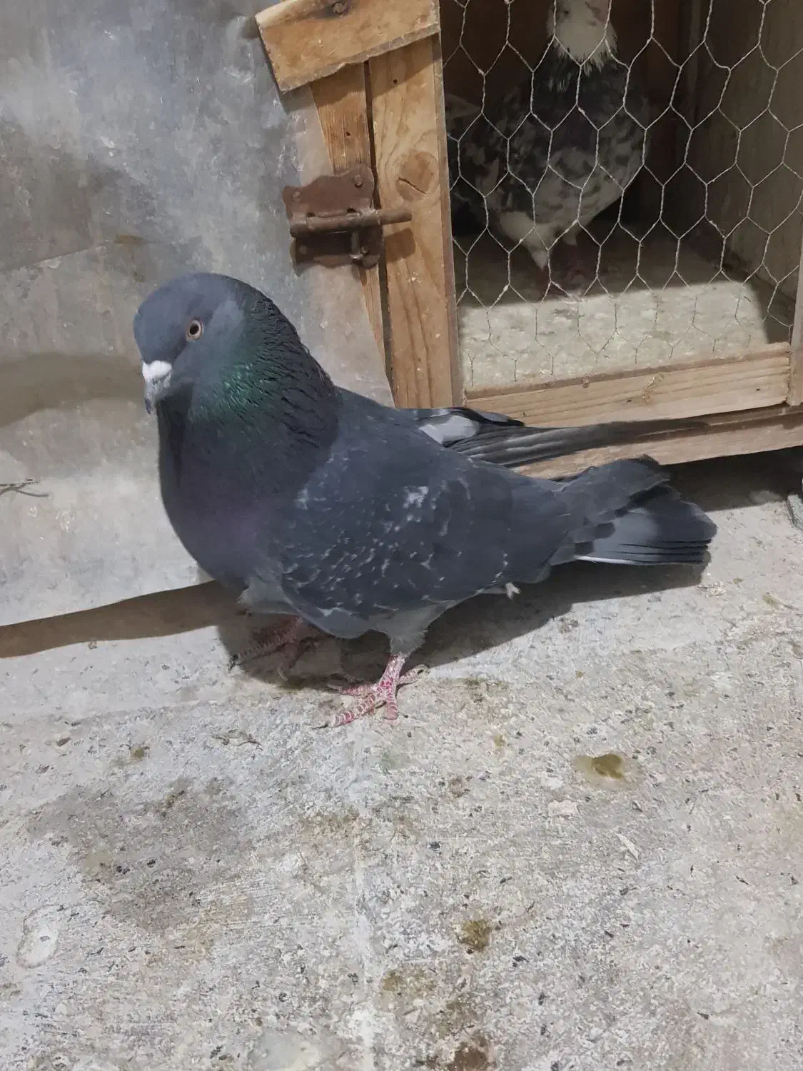 کفتر پرشی|پرنده|شهر ری, سیزده آبان|دیوار