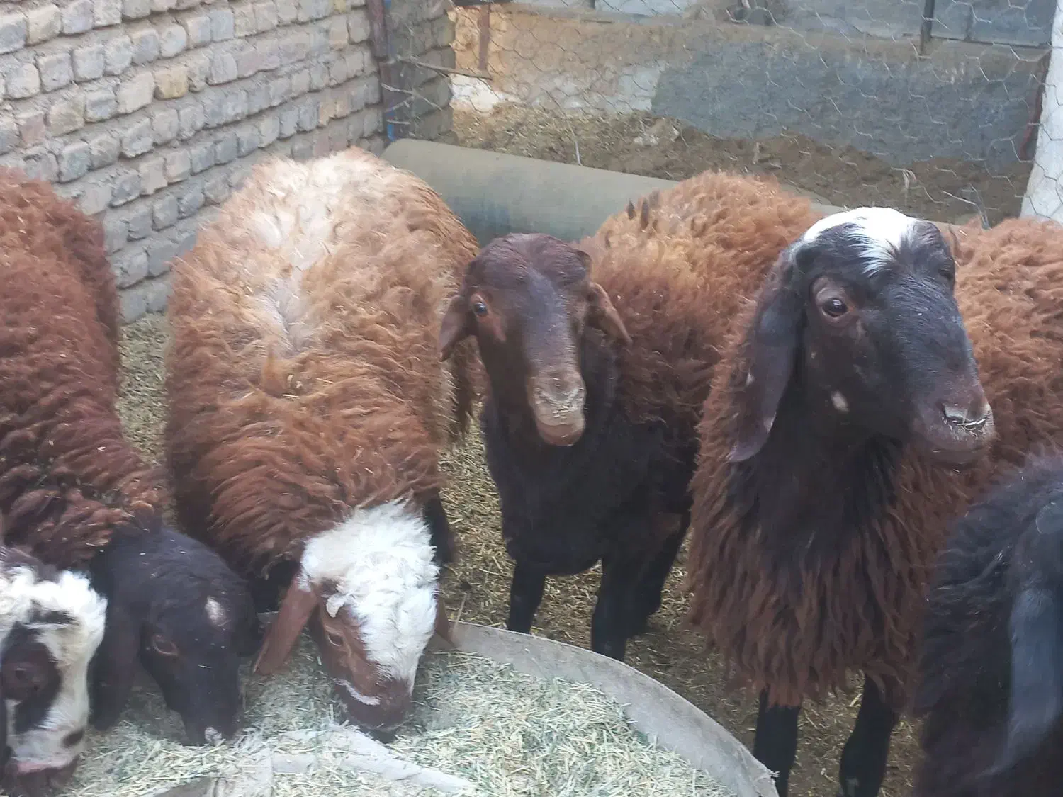 بره چاق پروار شده|حیوانات مزرعه|سمنان, |دیوار