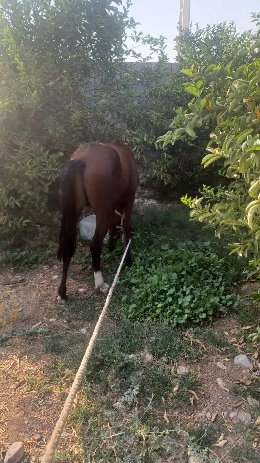 اسبنریونمعاوضهباگوسفند|اسب و تجهیزات اسبسواری|دوگنبدان, |دیوار