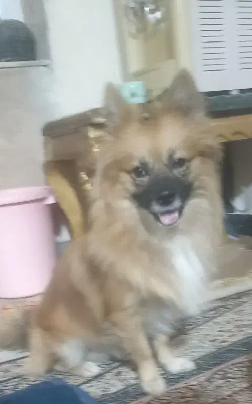 سگ پامر نر|سگ|حمیل, |دیوار