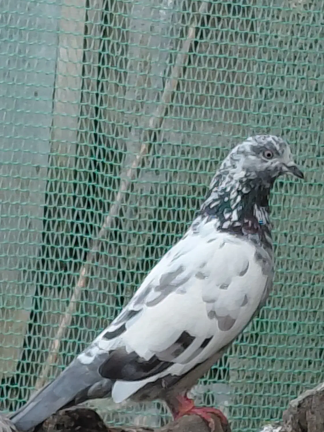 کبوترماده پرشی|پرنده|شفت, |دیوار