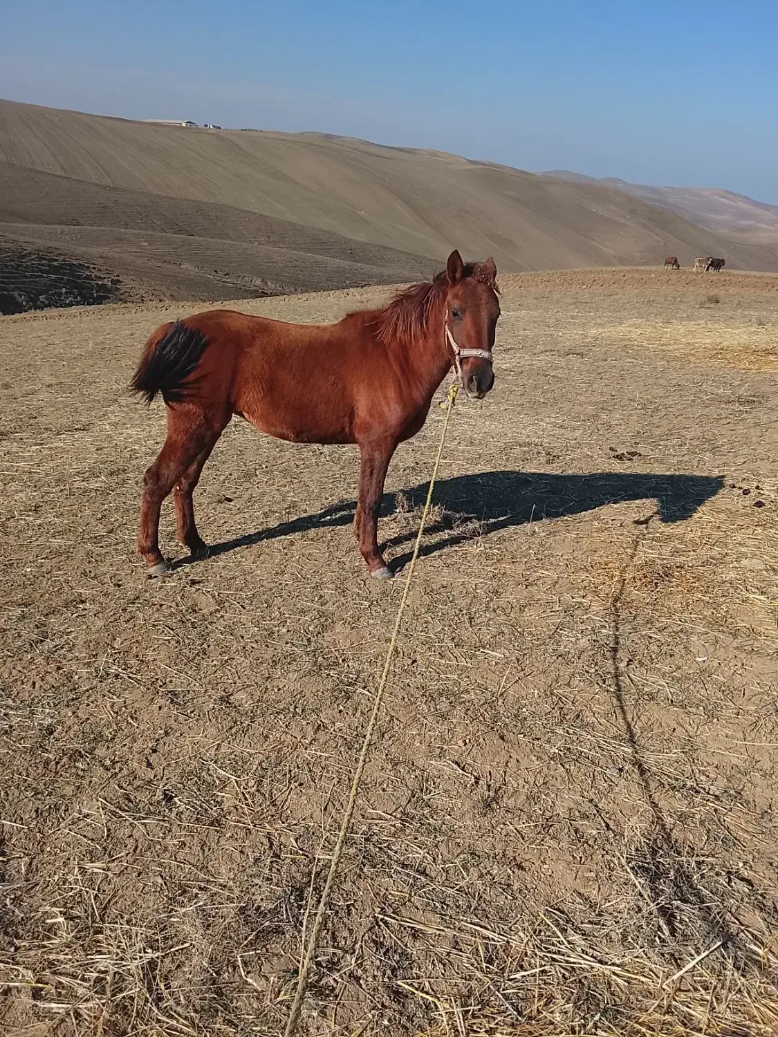 اسب مادیان از منطقه بیله سوار|اسب و تجهیزات اسب‌سواری|بیله سوار, |دیوار