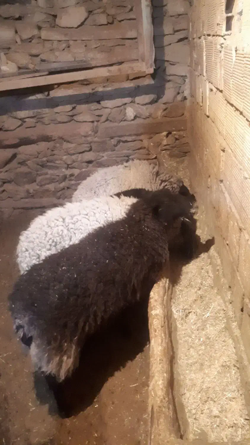 گوسفند رومانوف و مهربانی اصیل|حیوانات مزرعه|سنندج, |دیوار