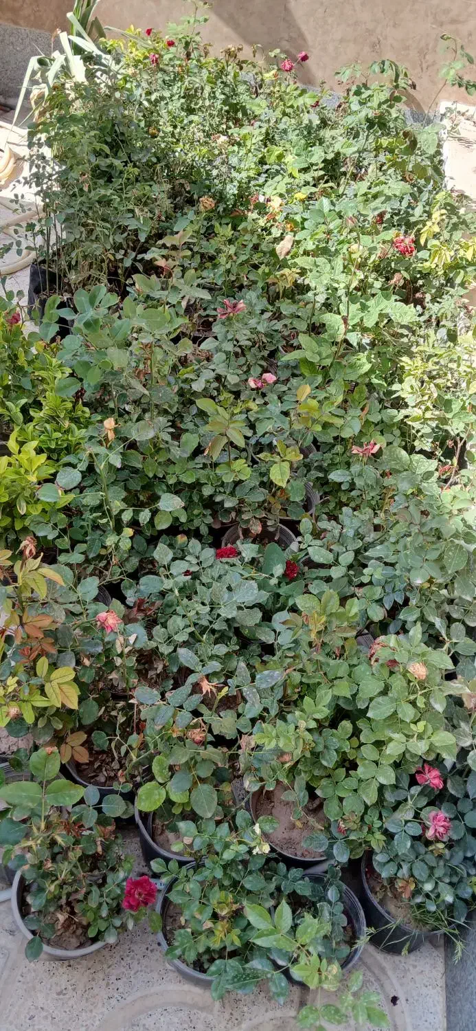 تعمیر گل وفروشش|گل و گیاه طبیعی|تهران, لاله زار|دیوار