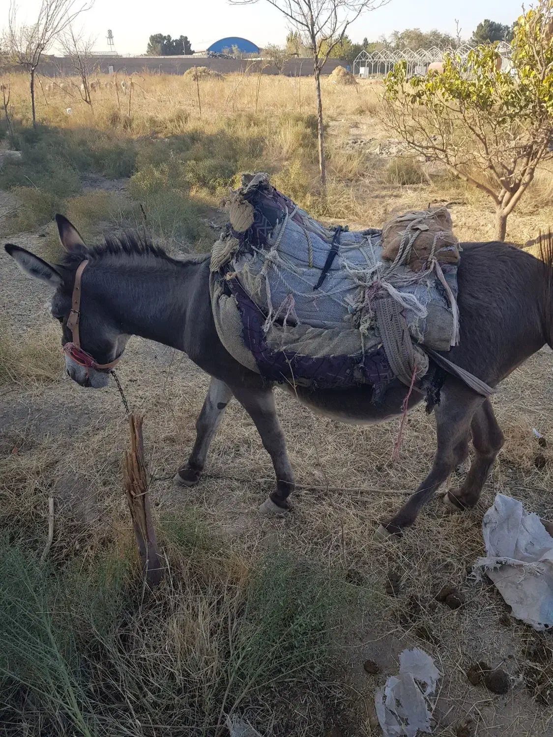 شیر خر شیر الاغ|خوردنی و آشامیدنی|مشهد, مهدی آباد|دیوار