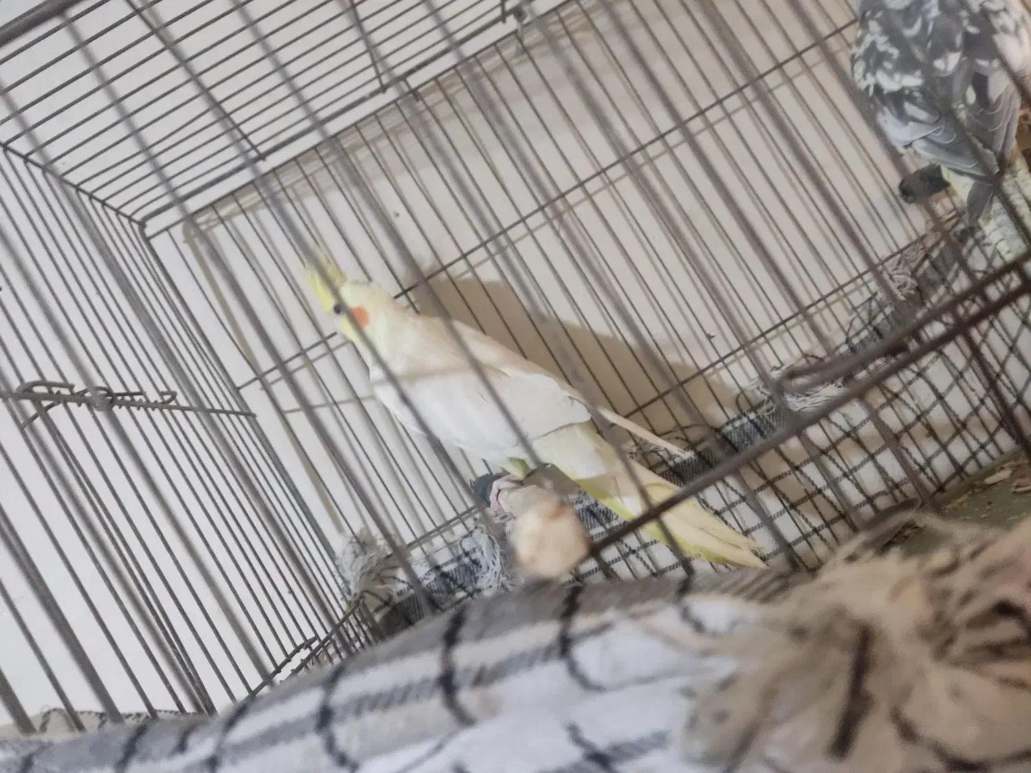 عروس هلندی جفت|پرنده|کرج, شهرک سهرابیه|دیوار