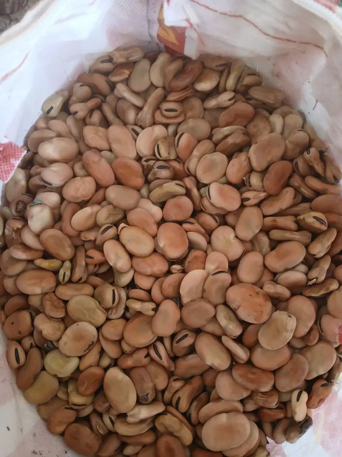 فروش بذر باقله|گل و گیاه طبیعی|کوه چنار, |دیوار