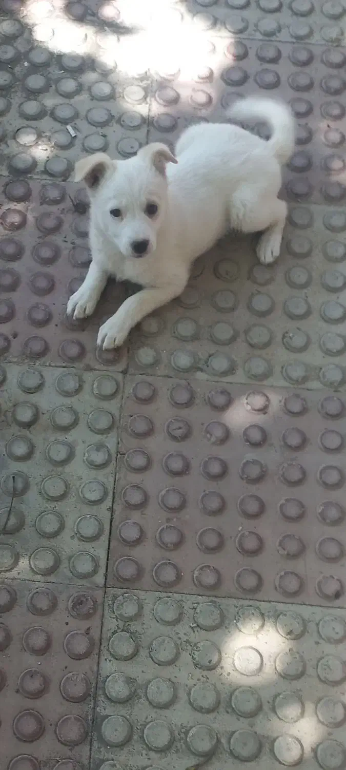 سگ پاکوتاه|سگ|خلخال, |دیوار