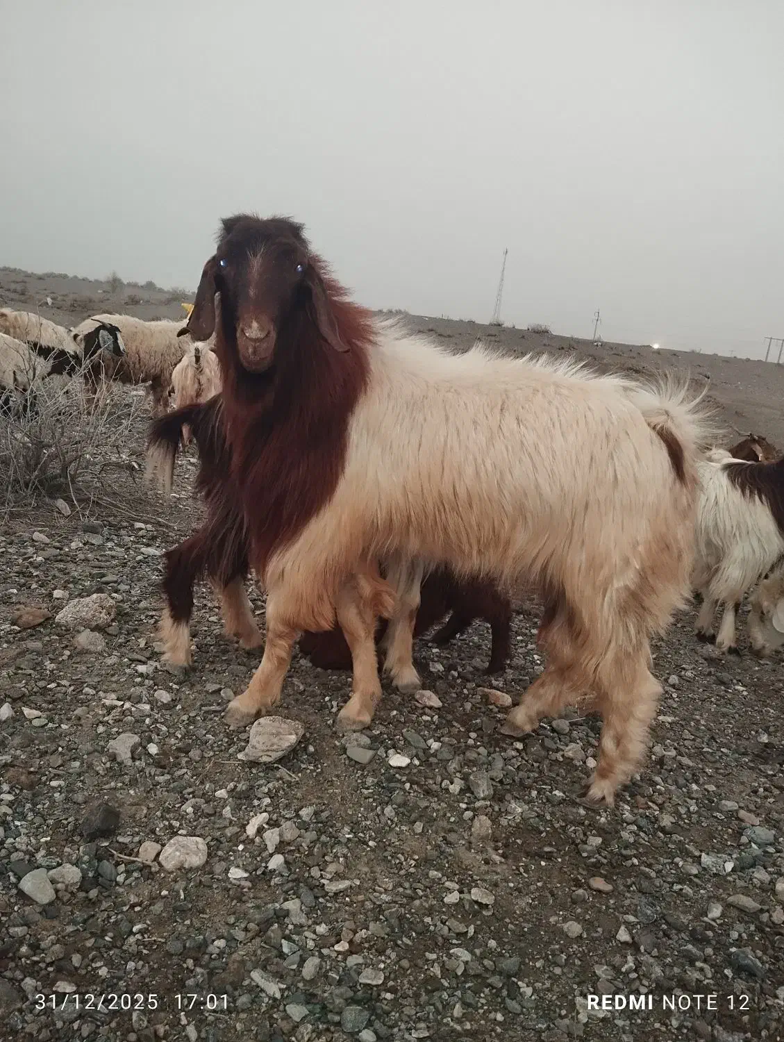 گوسفند|حیوانات مزرعه|فاریاب, |دیوار