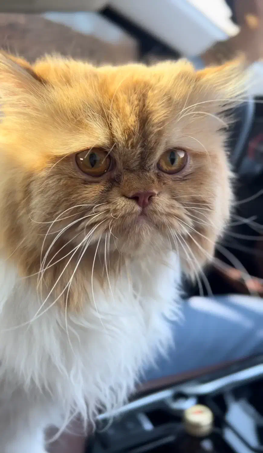 پرشین کت بایکالر|گربه|شیراز, ارم|دیوار