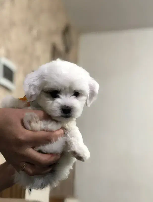 توله سگ مالتیپو|سگ|ورامین, خیر آباد|دیوار