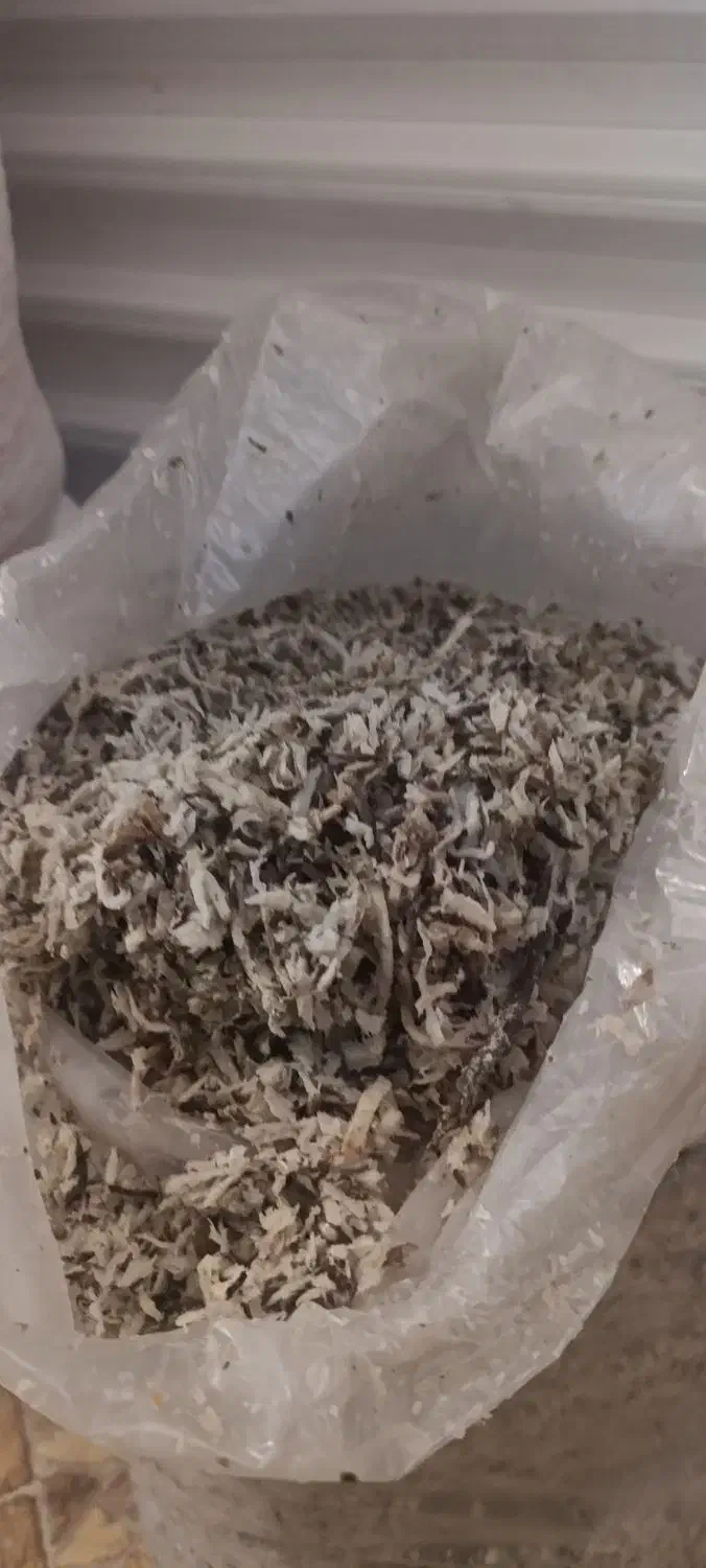 تفاله چغندر|لوازم جانبی حیوانات|مرودشت, بیست متری بیمارستان|دیوار