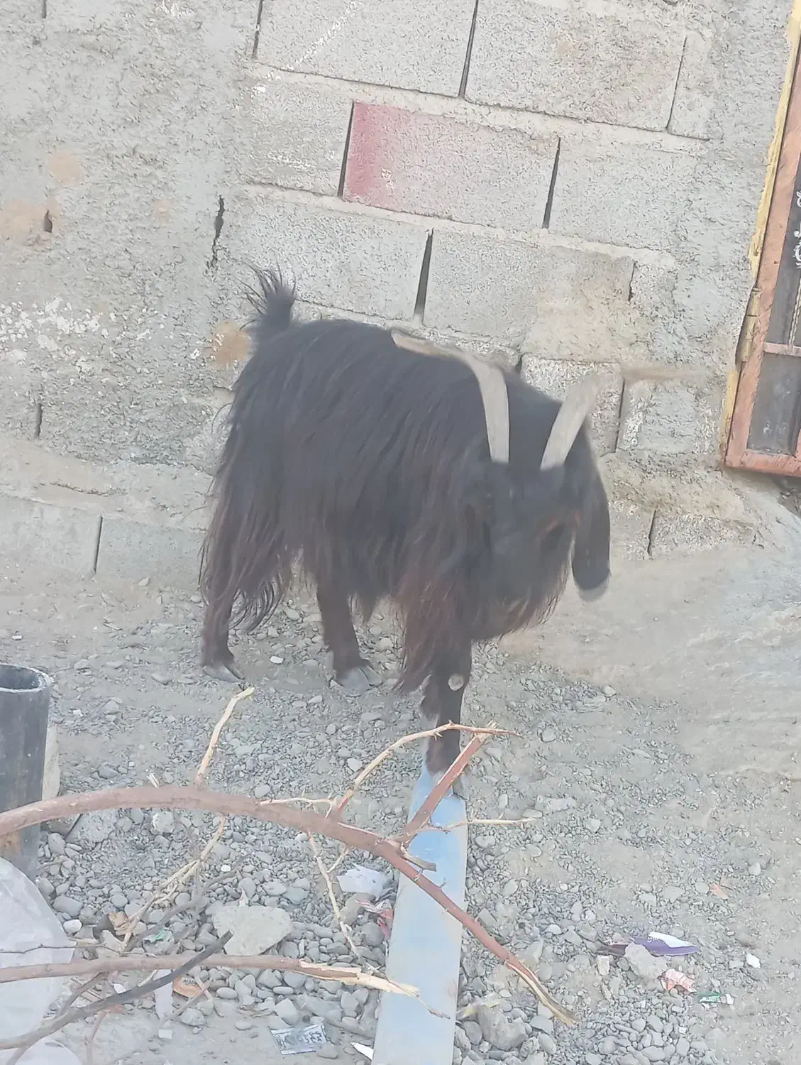 افوس هست2قولو میاره فوری 8کمترنه|حیوانات مزرعه|چابهار, |دیوار