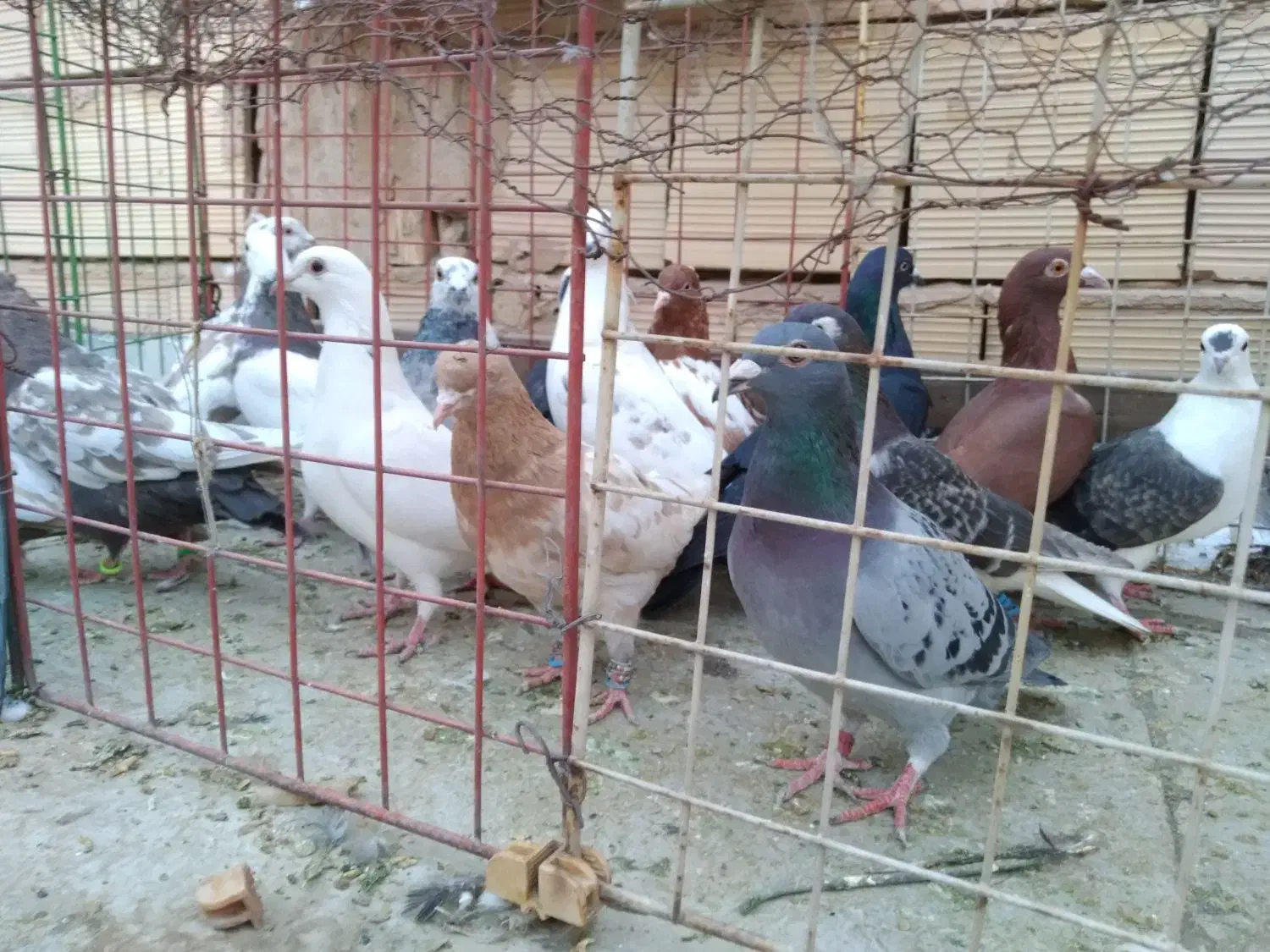 شانزده تا کفترشهرستانی.بدون بوم|پرنده|مشهد, امیریه|دیوار