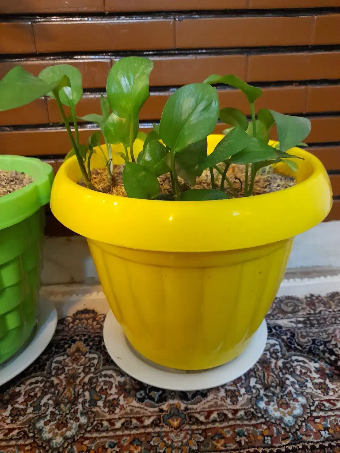 گیاه پتوس وگلدان سفالی|گل و گیاه طبیعی|تهران, عباسی|دیوار