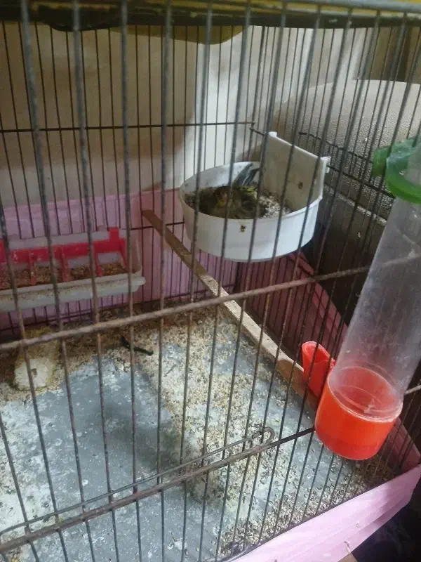 قناری|پرنده|تفرش, |دیوار