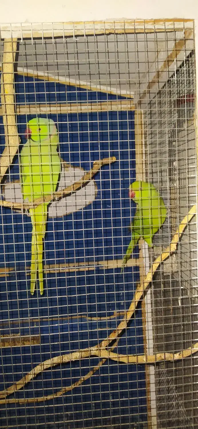 نر و ماده|پرنده|امیدیه, |دیوار