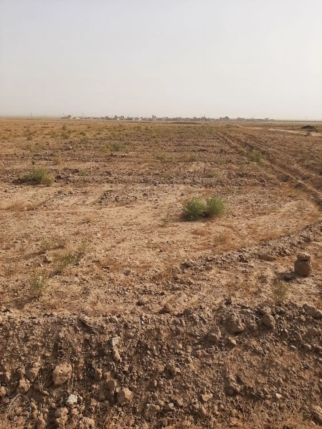 ۱۲۳۰متر زمین کشاورزی از اراضی کاریزک تربتجام|فروش دفتر صنعتی، کشاورزی، تجاری|تربت جام, میان جام|دیوار