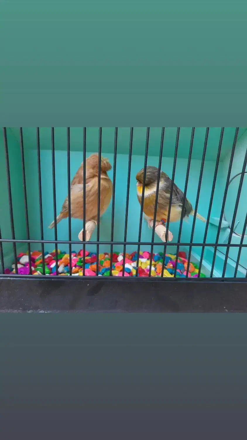 جفت قناری گلاستر اورجینال|پرنده|مشهد, سرافرازان|دیوار